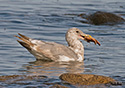 Larus glaucescens